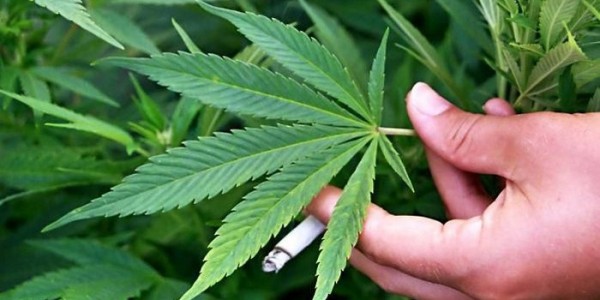 Kementan Jadikan Ganja Komoditas Tanaman Obat Binaan, Apa Itu?