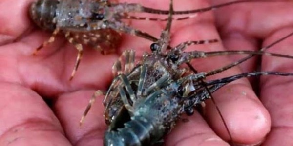300 Box Benih Lobster Mau Diekspor, Susi : Masih Adakah Kewarasan Akal
