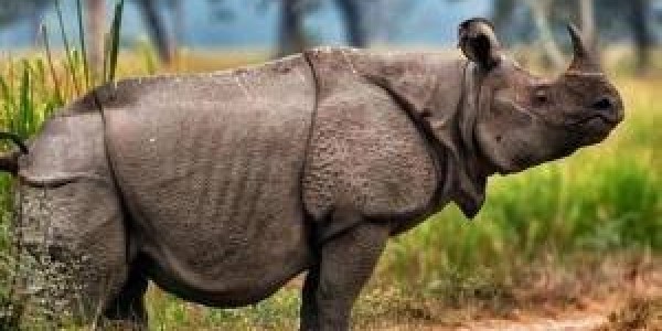 Selebrasi World Rhino Day 2020 dan  Ekspedisi Badak Jawa