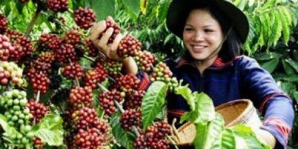 Petani Kopi Didorong Bentuk Koperasi, Ini Keuntungannya