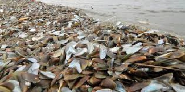KKP Dorong Pemanfaatan Kerang