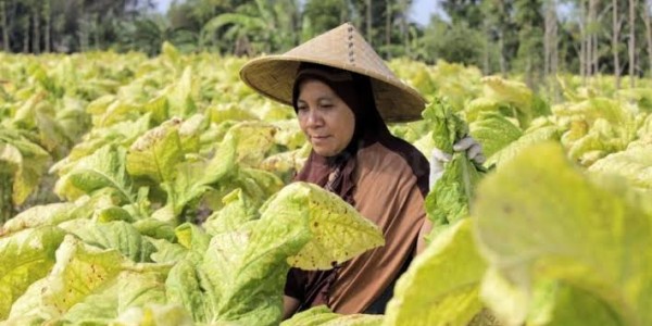 Amin Ak: Kenaikan Cukai Rokok Harus Sejahterakan Petani Tembakau