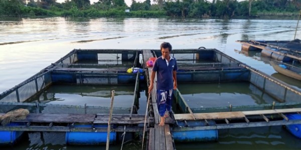 KKP Dorong Pengembangan Cacing Sutera Sebagai Pakan Alami Ikan