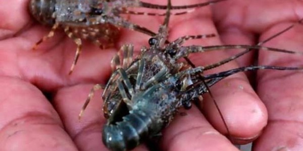 Pimpinan Komisi IV DPR Usulkan Pencabutan Izin Ekspor Benur Lobster