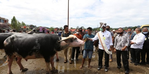 Mentan Syahrul Pantau Aktivitas Jual Beli Pasar Ternak Tallunglipu