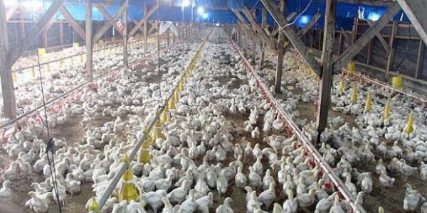 Pengendalian Produksi DOC Final Stock Positif Bagi Peternak