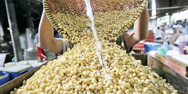 Harga Kedelai Melambung, Jokowi Diminta Evaluasi Mentan 