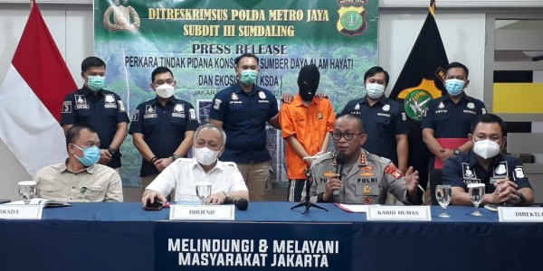 Sisi Kejam Penjualan Bayi Orangutan, Induk Dibunuh Anak Dirampas