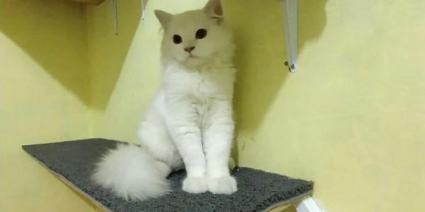 Hendak Rebus Kucing, Satu Perempuan di Kalideres Ditangkap Polisi