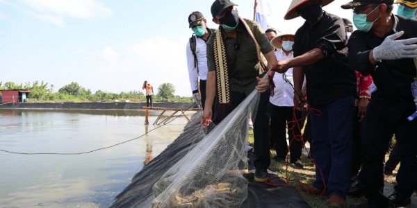 Teten Dorong Pengembangan Tambak Udang Dipasena Melalui Koperasi