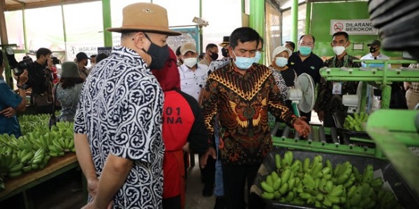 Berhasil Ekspor Pisang, Teten Puji Kemitraan Koperasi Tani Hijau Makmur