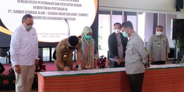 Tingkatkan Produksi Susu Sapi Segar, Ini yang Dilakukan Ditjen PKH Kementan