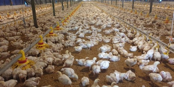 Tingkatkan Ekspor, Kementan Sertifikasi Kompartemen Bebas Flu Burung 