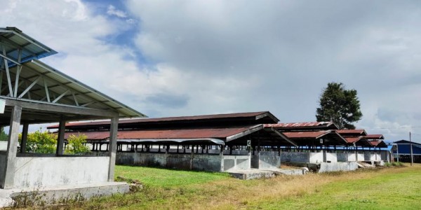 Kementan Segera Wujudkan Unit Perbibitan Babi Bebas ASF