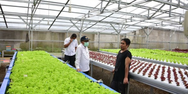 Beri Manfaat Ekonomi Bagi Masyarakat, PUPR Kembangkan Budidaya Akuaponik