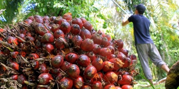 Harga CPO di Jambi Turun Rp290 per Kilogram