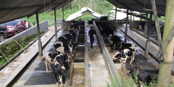 Tenang, Stok Daging Jelang Ramadhan dan Idul Fitri Aman
