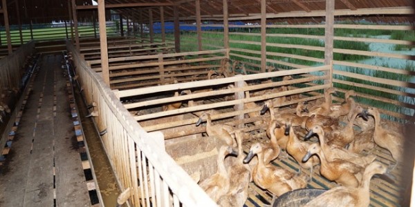 Kementan Sebut Pengembangan Itik di Kawasan Food Estate Berjalan Positif