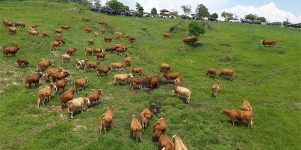 Tingkatkan Produksi Daging, Kementan Akan Genjot Kinerja Unit Pelaksana Teknis