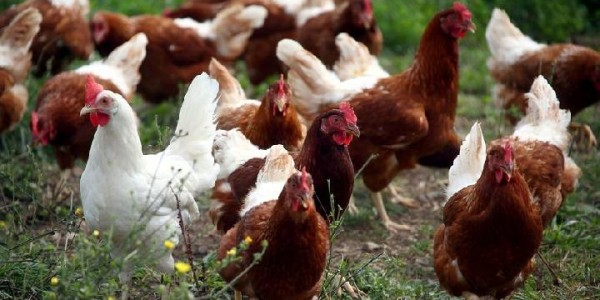 Kementan Pastikan Terus Jaga  Stabilisasi Perunggasan
