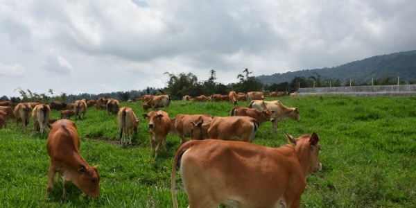 Kementan Nilai Realisasi SIKOMANDAN Berjalan Positif