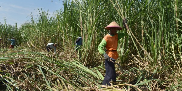 Permenperin 3/2021 Ancaman Serius Bagi UMKM dan Petani Tebu di Jatim