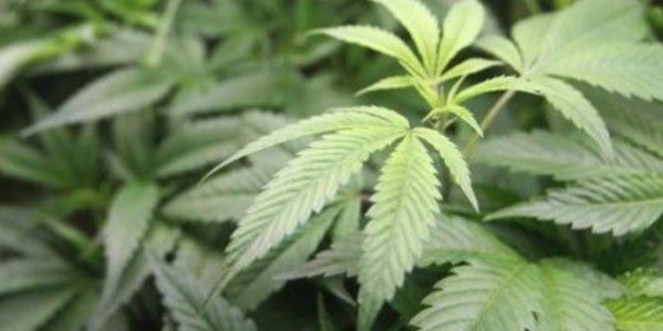 Ratusan Pohon Ganja Hidroponik Disita dari Sebuah Rumah di Brebes