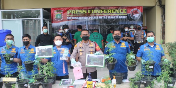Polisi Sebut Ganja Hidroponik Asal Brebes Hanya Untuk Konsumsi Pribadi