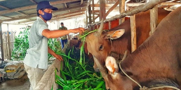 Indonesia-Australia Tingkatkan Kerjasama Sektor Peternakan dan Kesehatan Hewan 