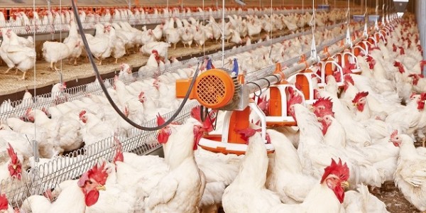 Terbitkan SE soal Stabilisasi Perunggasan, Kementan Ingatkan Perusahaan yang Mangkir dari Kewajiban