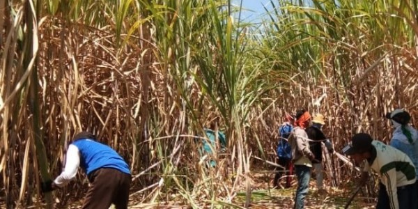 DPD APTRI Desak Pemerintah Cabut Izin 2 Pabrik Gula di Jatim