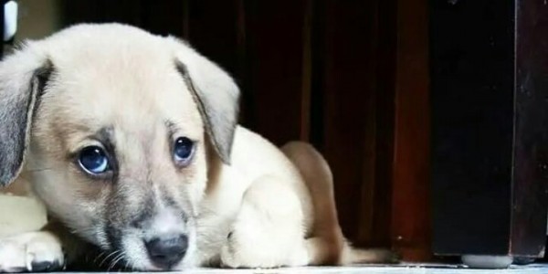 Gegara Kotoran Anjing, Pria di Cengkareng Tewas di Tangan Tetangga