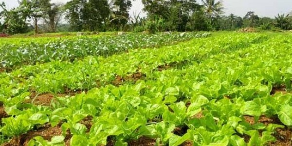 Sektor Pertanian Tumbuh Positif, Petani Perlu Perluasan Akses