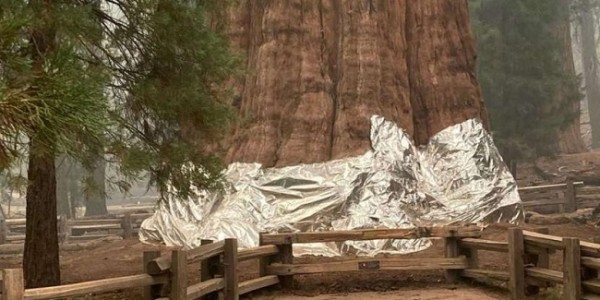 Petugas Kebakaran California Berhasil Selamatkan Pohon Terbesar di Dunia 