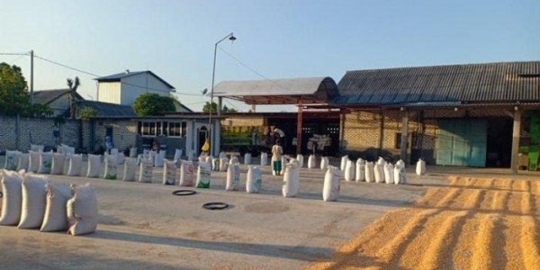 Peternak Blitar Akan Pergunakan Jagung Pemberian Mentan untuk Pakan