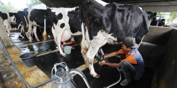 Kementan Komit Kembangkan Produksi Susu Segar Dalam Negeri