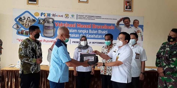 Dukung Jatim Bebas Brucellosis, Pusvetma Bantu Vaksin Brucivet