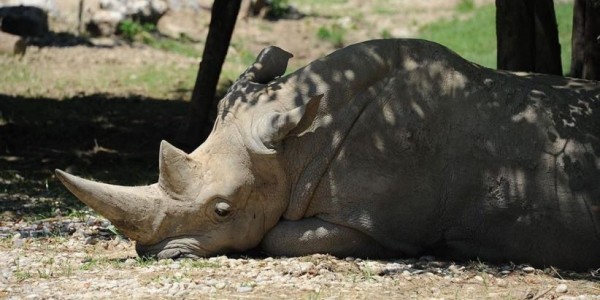 Toby, Badak Putih Tertua Mati di Kebun Binatang Italia