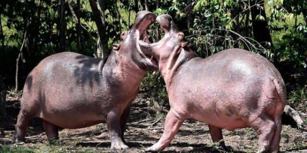 Berkembang Biak Tak Kendali, Pemerintah Kolombia Sterilkan Kuda Nil  Escobar