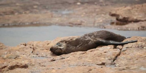 Ratusan Anjing Laut Mati Mendadak di Afrika Selatan, Apa Penyebabnya?