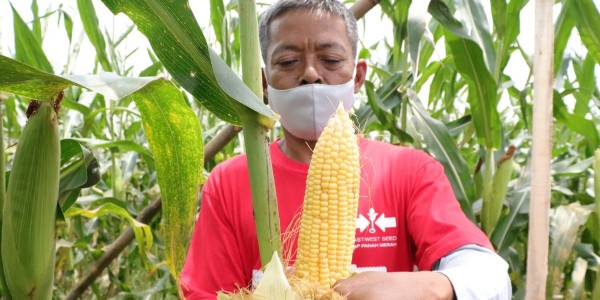 EWINDO Luncurkan PERKASA F1, Jagung Manis dengan Buah Besar dan Manis Tahan Lama