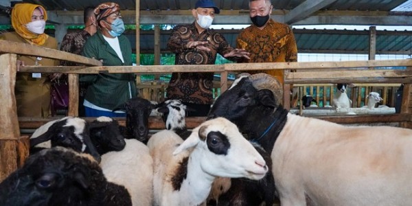 Punya Pasar Tetap, Peternak Domba dan Kambing Didorong Bentuk Korporasi