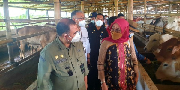 Tingkatkan Produksi, Kementan Ajak Peternak