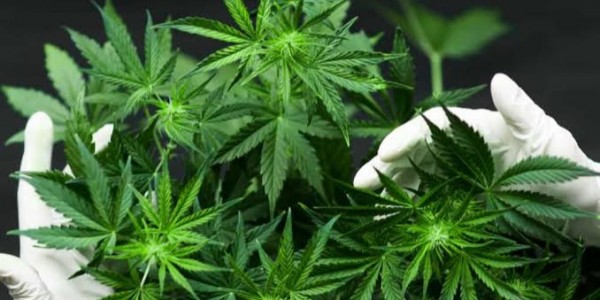 Warga Thailand Dibolehkan Tanam Ganja di Rumah
