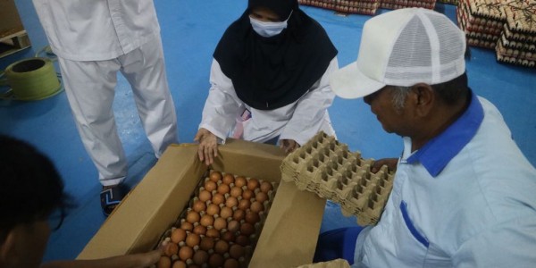 Indonesia Kembali Ekspor Telur Tetas Ayam ke Myanmar