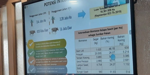 Genjot Produksi Daging Sapi, Kementan Gencarkan Integrasi Sapi-Sawit