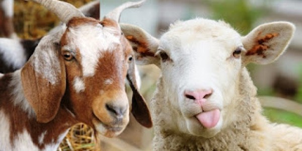Gandeng HPDKI, Kementan Optimalkan Pengembangan Ternak Kambing dan Domba