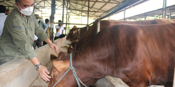 Peternak Sapi dari Jatim Siap Penuhi Kebutuhan Warga Jabodetabek dan Bandung Raya