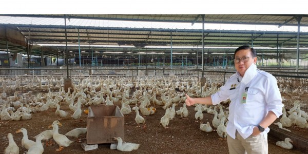 Itik Gunsi PKC Potensial Dikembangkan di Indonesia, Ini Keuntungannya