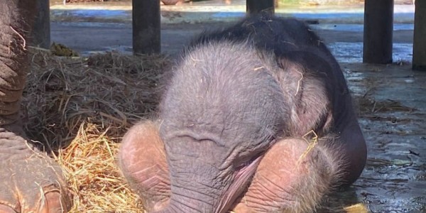 Bamsoet Apresiasi Kelahiran Bayi Gajah Sumatera Pertama di Bali Zoo